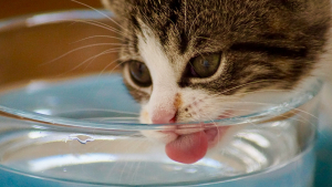 Illustration : "Idée reçue : la pâtée à elle seule suffit-elle à hydrater votre chat ?"
