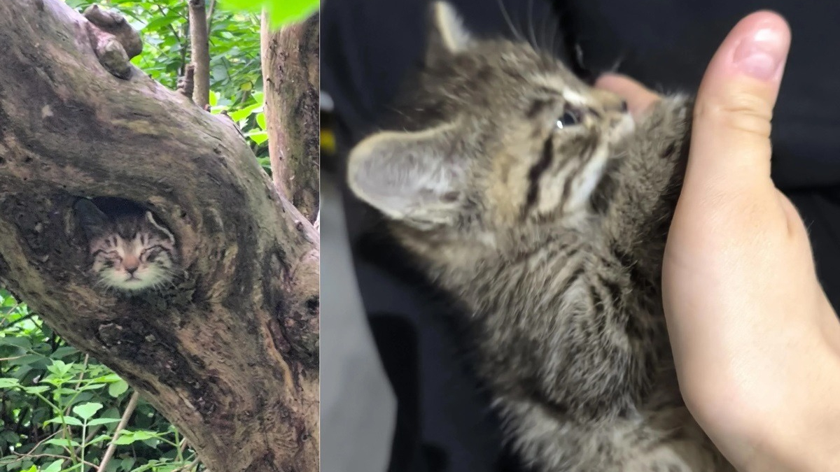 Illustration : "Alerté par des miaulements, il offre un nouveau départ à un chaton de 4 semaines terrifié et malade caché dans un trou d'arbre"
