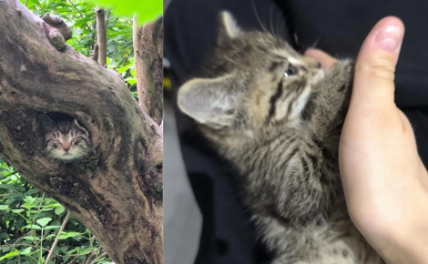 Alerté par des miaulements, il offre un nouveau départ à un chaton de 4 semaines terrifié et malade caché dans un trou d'arbre