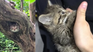 Illustration : "Alerté par des miaulements, il offre un nouveau départ à un chaton de 4 semaines terrifié et malade caché dans un trou d'arbre"