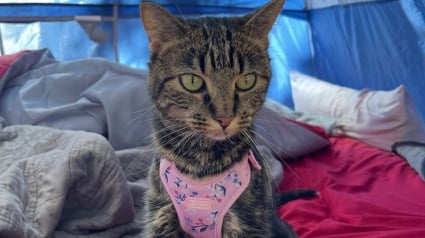 Illustration : Apr&egrave;s 40 jours d'angoisse, une chatte perdue en camping en pleine nature et &agrave; 1800 km de chez elle est retrouv&eacute;e indemne