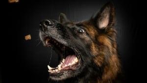 Illustration : "Pourquoi votre chien mange-t-il le contenu de sa gamelle en quelques secondes sans mâcher ?"