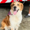 Illustration : Les pompiers recueillent un chien perdu, constatent qu'il est puc&eacute; et le rendent sain et sauf &agrave; sa famille