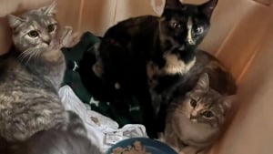 Illustration : "Partis faire leurs courses ils trouvent et sauvent 15 chats abandonnés dans des cages de transport devant un magasin"