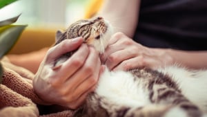 Illustration : "Une étude prouve que caresser un chat malade l'aide physiquement à guérir plus vite"