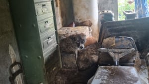 Illustration : En Mayenne (53), 4 chiens n&rsquo;ayant jamais connu l&rsquo;ext&eacute;rieur commencent une nouvelle vie gr&acirc;ce &agrave; l&rsquo;intervention de la SPA