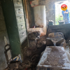 Illustration : En Mayenne (53), 4 chiens n&rsquo;ayant jamais connu l&rsquo;ext&eacute;rieur commencent une nouvelle vie gr&acirc;ce &agrave; l&rsquo;intervention de la SPA
