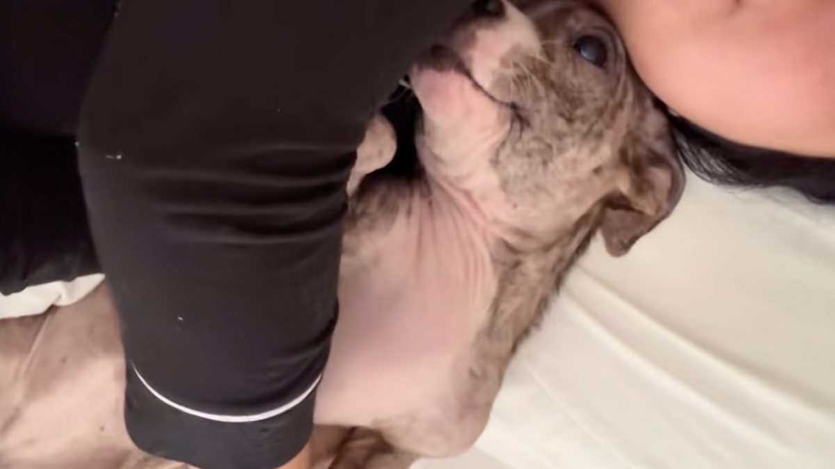Illustration : "Reconnaissante d’être soignée et aimée, cette chienne atteinte d’une infection de la peau ne peut s’empêcher de câliner sa bienfaitrice (vidéo)"