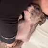 Illustration : Reconnaissante d&rsquo;&ecirc;tre soign&eacute;e et aim&eacute;e, cette chienne atteinte d&rsquo;une infection de la peau ne peut s&rsquo;emp&ecirc;cher de c&acirc;liner sa bienfaitrice (vid&eacute;o)