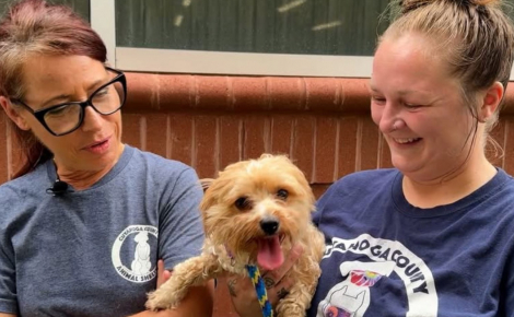 Aspergés d’essence, une chienne et 8 chatons sont retrouvés par des sauveteurs en pleine canicule (vidéo)
