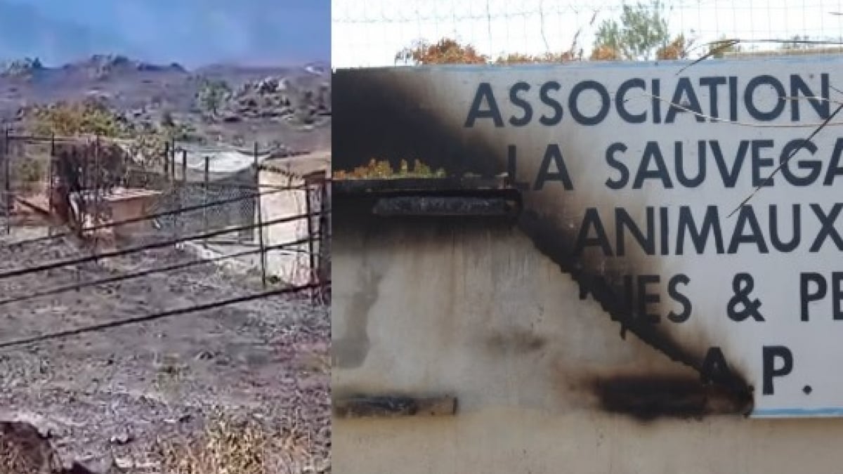 Illustration : "Une trentaine de chiens évacués en urgence d'un refuge roussillonnais dévasté par un feu de forêt, une cagnotte solidaire ouverte pour sa reconstruction"