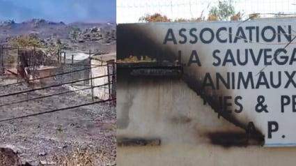 Illustration : Une trentaine de chiens &eacute;vacu&eacute;s en urgence d'un refuge roussillonnais d&eacute;vast&eacute; par un feu de for&ecirc;t, une cagnotte solidaire ouverte pour sa reconstruction