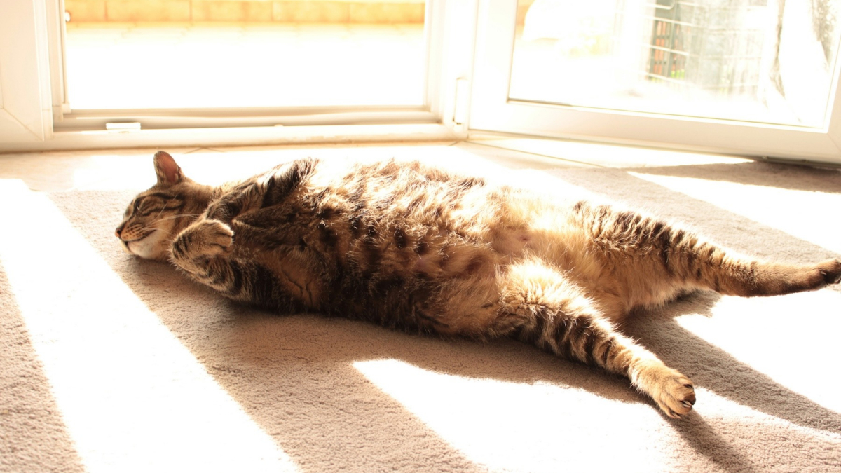 Illustration : "Les chats peuvent-ils attraper des coups de soleil ?"