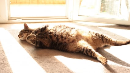 Illustration : Les chats peuvent-ils attraper des coups de soleil ?