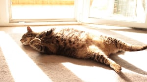 Illustration : "Les chats peuvent-ils attraper des coups de soleil ?"