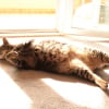 Illustration : Les chats peuvent-ils attraper des coups de soleil ?