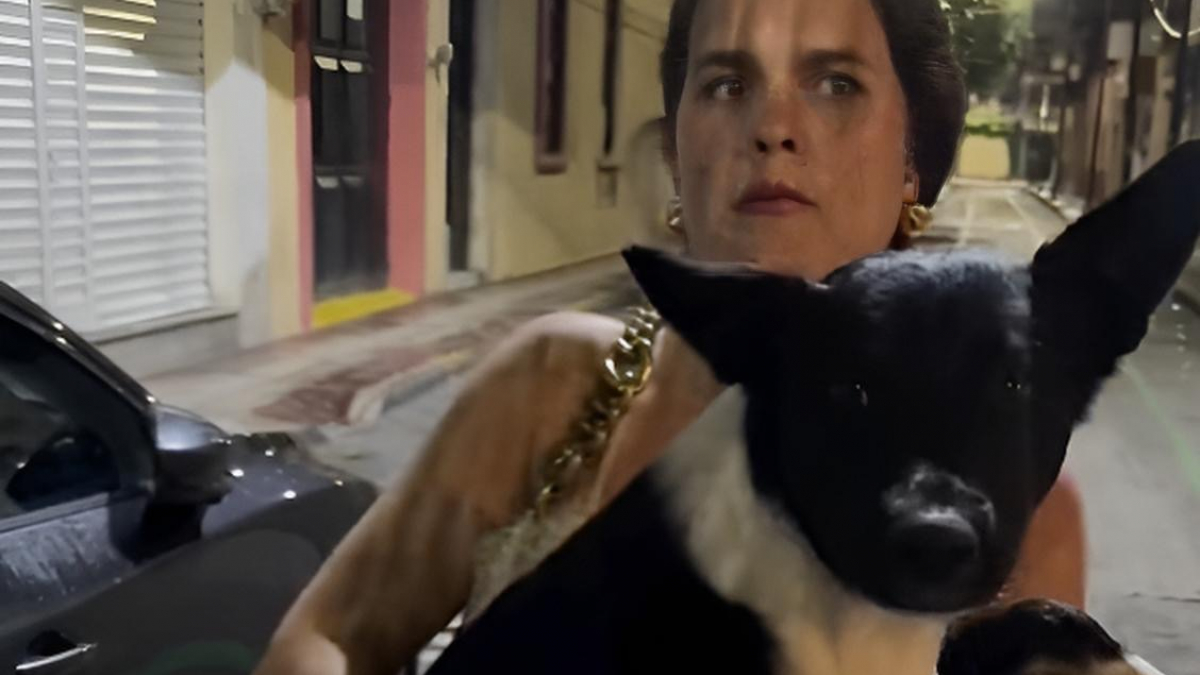 Illustration : "Un couple rencontre un chien errant en pleine nuit et décide de lui faire une place dans son foyer pour toujours (vidéo)"