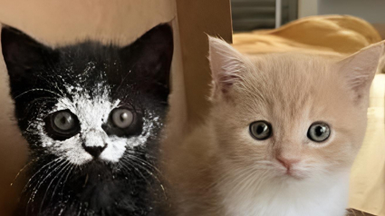 Illustration : 14 photos qui montrent que les chats peuvent semer le chaos tout en nous attendrissant