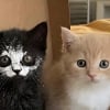 Illustration : 14 photos qui montrent que les chats peuvent semer le chaos tout en nous attendrissant