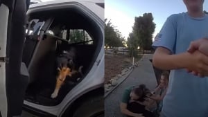 Illustration : Feux d'artifice et coups de feu effraient une chienne qui disparaît avant son sauvetage par la police 24 heures plus tard