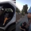 Illustration : Feux d'artifice et coups de feu effraient une chienne qui dispara&icirc;t avant son sauvetage par la police 24 heures plus tard