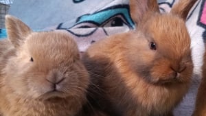 Illustration : "6 annonces d'adoption de lapins et de rongeurs qui ont besoin de votre amour"