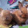 Illustration : 6 annonces d'adoption de lapins et de rongeurs qui ont besoin de votre amour