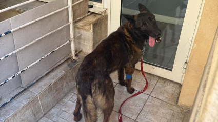 Illustration : Alert&eacute;e par des voisins tr&egrave;s inquiets une association du Var (83) sauve un chien Malinois enferm&eacute; sur un balcon insalubre