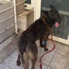Illustration : Alert&eacute;e par des voisins tr&egrave;s inquiets une association du Var (83) sauve un chien Malinois enferm&eacute; sur un balcon insalubre