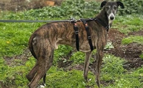 Abandonné et maltraité dans un entrepôt, ce Lévrier adoptable est « un chien merveilleux et affectueux » malgré les épreuves endurées