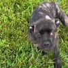 Illustration : Abandonn&eacute;e sous la pluie, une jeune chienne attach&eacute;e &agrave; un arbre est sauv&eacute;e par une femme qui lui offre l'hospitalit&eacute; (vid&eacute;o)