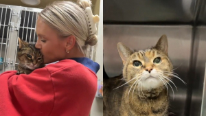 Illustration : A 17 ans et venant de perdre sa maîtresse, cette chatte de refuge espère encore une seconde chance (vidéo)