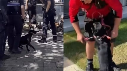 Illustration : Apr&egrave;s la saisie de leurs chiens &agrave; Rennes, des sans-abris les r&eacute;cup&egrave;rent &agrave; la fourri&egrave;re gr&acirc;ce &agrave; une cagnotte et une association