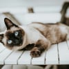 Illustration : 7 races de chats &eacute;galement tr&egrave;s appr&eacute;ci&eacute;es par les amoureux des Siamois