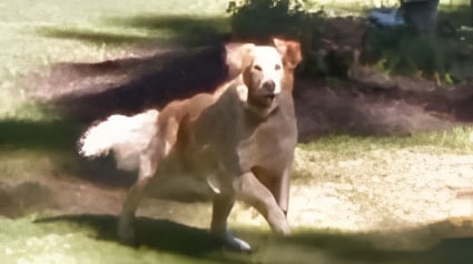 Illustration : En explorant la maison de son enfance sur Google Maps, une femme retrouve avec &eacute;motion une photo oubli&eacute;e de son chien d&eacute;c&eacute;d&eacute;