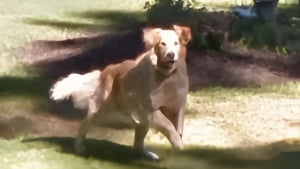 Illustration : En explorant la maison de son enfance sur Google Maps, une femme retrouve avec émotion une photo oubliée de son chien décédé