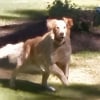 Illustration : En explorant la maison de son enfance sur Google Maps, une femme retrouve avec &eacute;motion une photo oubli&eacute;e de son chien d&eacute;c&eacute;d&eacute;