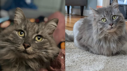 Illustration : Apr&egrave;s avoir pris la fuite face au chien de la maison, une chatte disparue durant 2 ans refait surface au m&ecirc;me endroit