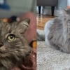 Illustration : Apr&egrave;s avoir pris la fuite face au chien de la maison, une chatte disparue durant 2 ans refait surface au m&ecirc;me endroit