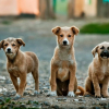 Illustration : &laquo; Victoire pour les animaux &raquo;, l'amendement autorisant des &laquo; op&eacute;rations de destruction &raquo; de chiens errants outre-mer supprim&eacute; par la commission mixte paritaire