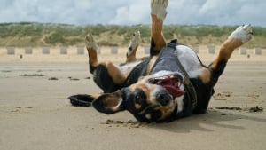 Illustration : "5 conseils pour préparer sereinement vos vacances avec votre chien"