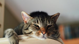 Illustration : "Pourquoi votre chat dort-il toujours sur le meuble le plus haut de la pièce ?"