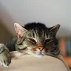Illustration : Pourquoi votre chat dort-il toujours sur le meuble le plus haut de la pi&egrave;ce ?
