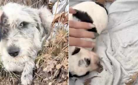 Une chienne errante et son unique chiot survivaient dans une boîte en carton dans un fossé jusqu’à l’arrivée d’une sauveteuse (vidéo)