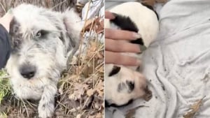 Illustration : Une chienne errante et son unique chiot survivaient dans une bo&icirc;te en carton dans un foss&eacute; jusqu&rsquo;&agrave; l&rsquo;arriv&eacute;e d&rsquo;une sauveteuse (vid&eacute;o)