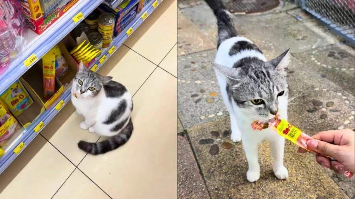 Illustration : "Dans cette supérette, un chat gourmand a trouvé l’astuce parfaite pour obtenir des friandises auprès des touristes (vidéo)"