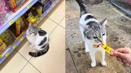 Illustration : Dans cette sup&eacute;rette, un chat gourmand a trouv&eacute; l&rsquo;astuce parfaite pour obtenir des friandises aupr&egrave;s des touristes (vid&eacute;o)