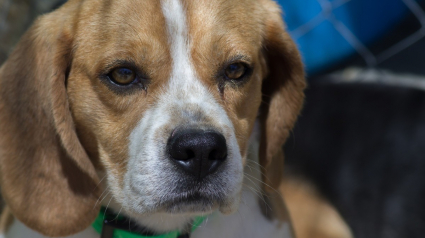 Illustration : Laiss&eacute; dans une voiture en pleine canicule pr&egrave;s d'une plage varoise, un Beagle est sauv&eacute; de justesse et son propri&eacute;taire sera jug&eacute;