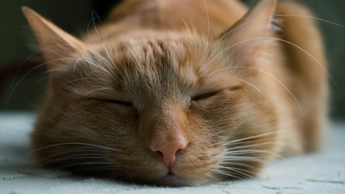 Illustration : "Une étude démontre les bienfaits de la musique classique pour un chat anesthésié lors d'une opération"