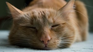 Illustration : "Une étude démontre les bienfaits de la musique classique pour un chat anesthésié lors d'une opération"